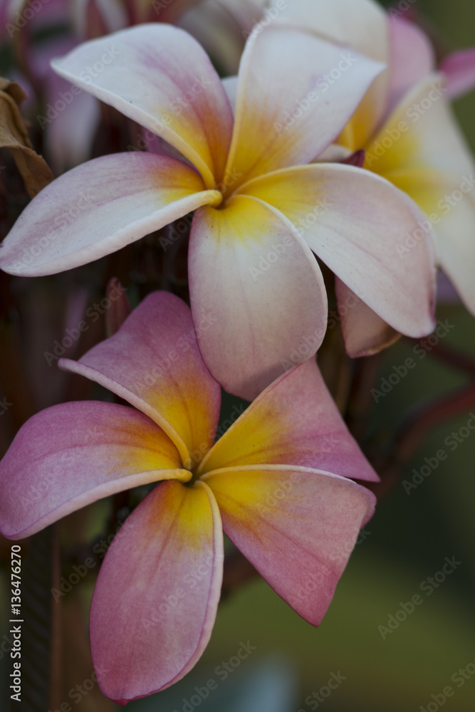 frangipani flowers pink white