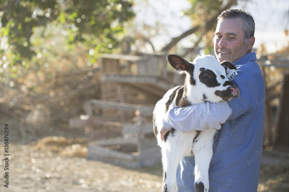Smiling man carrying calf while standing on field in farm Smiling man carrying calf while standing on field in farm