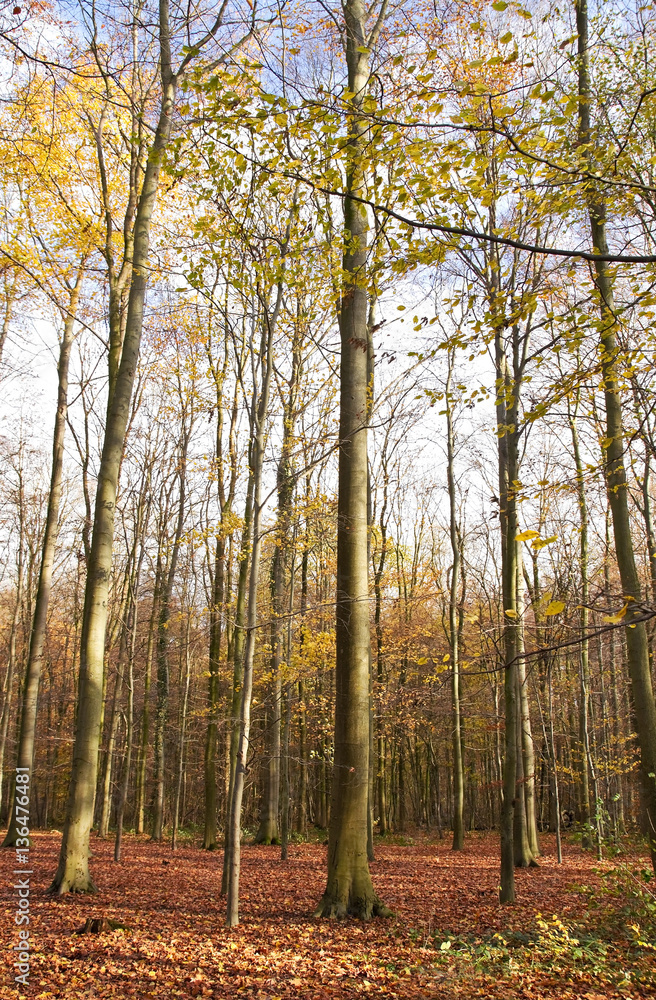 Obraz premium Herbstwald