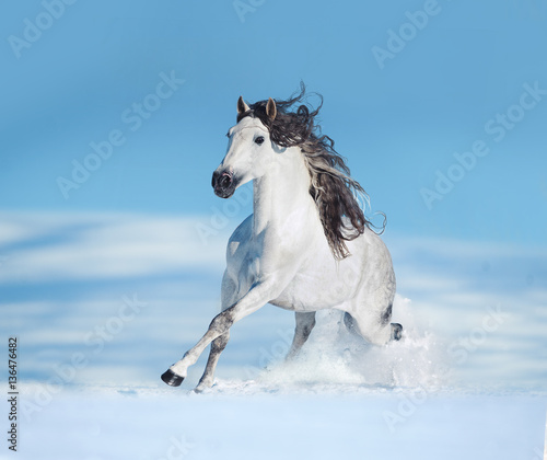 White andalusian horse runs free on winter hill © Olga Itina