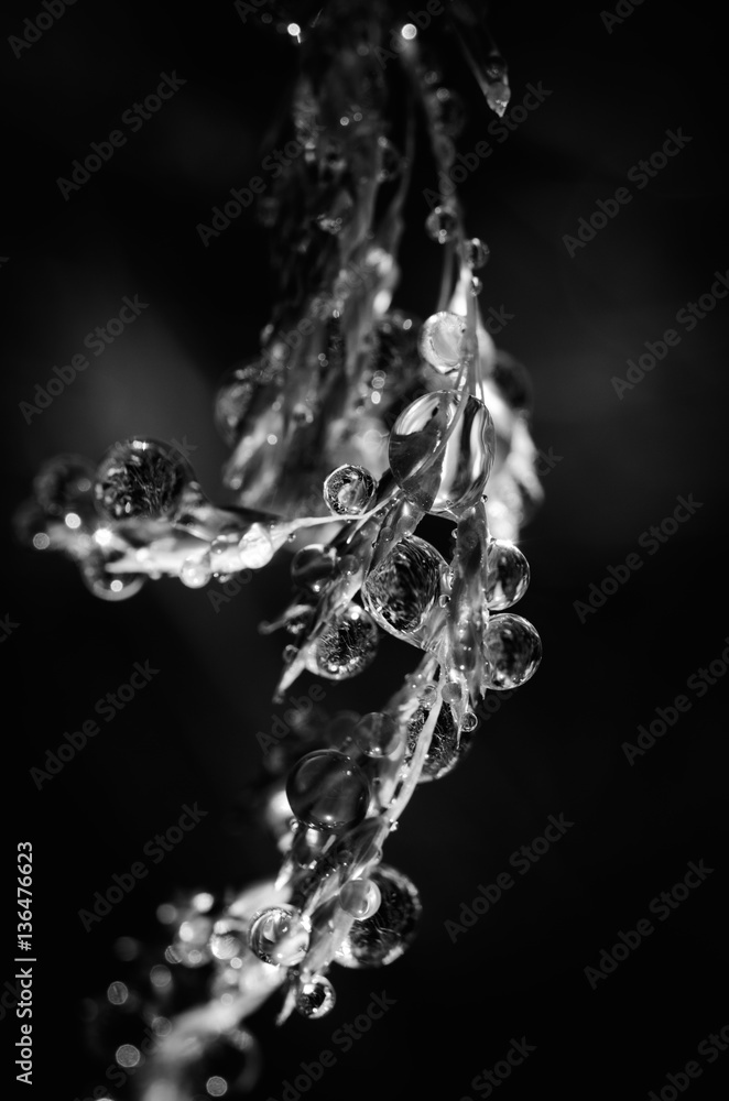 Raindrops on grass black and white Raindrops on grass black and white