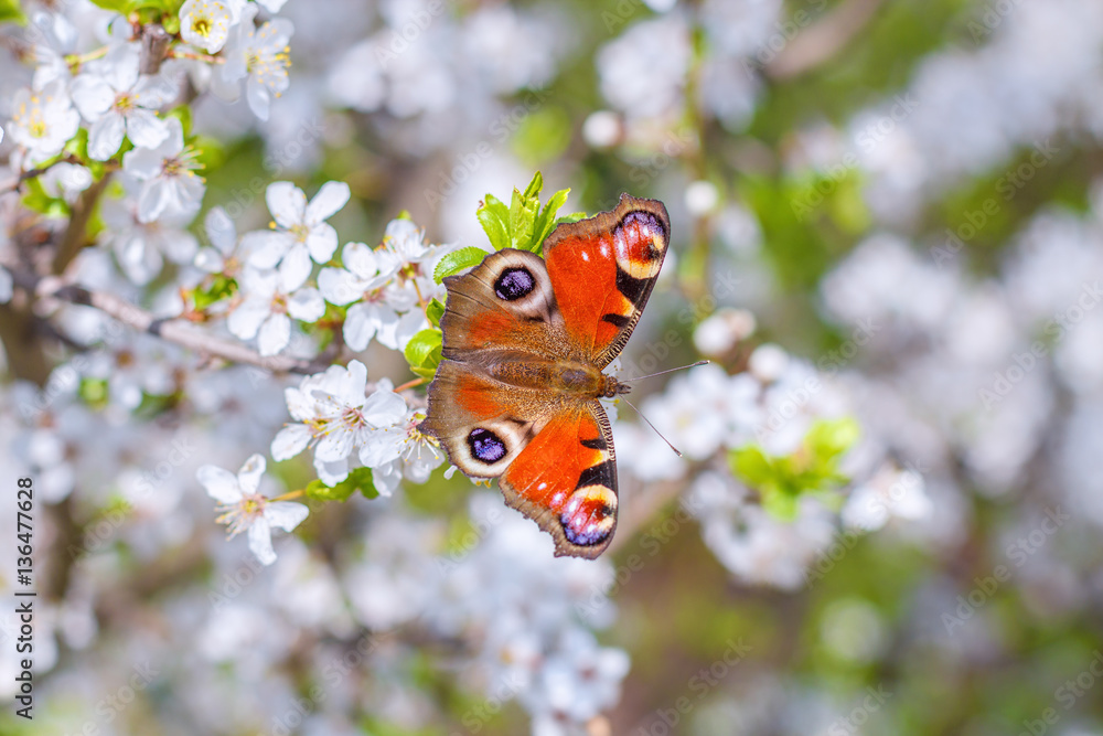 Fototapeta premium Colourful European Peacock butterfly Aglais io, on a flowering branch of Prunus spinosa blackthorn, or sloe