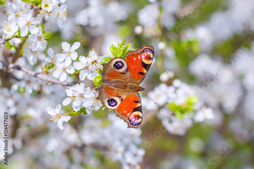 Colourful European Peacock butterfly Aglais io, on a flowering branch of Prunus spinosa blackthorn, or sloe
