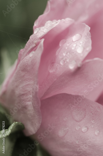Rain on a Pink Rose