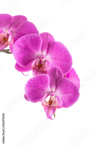 orchid  pink flower with water drops