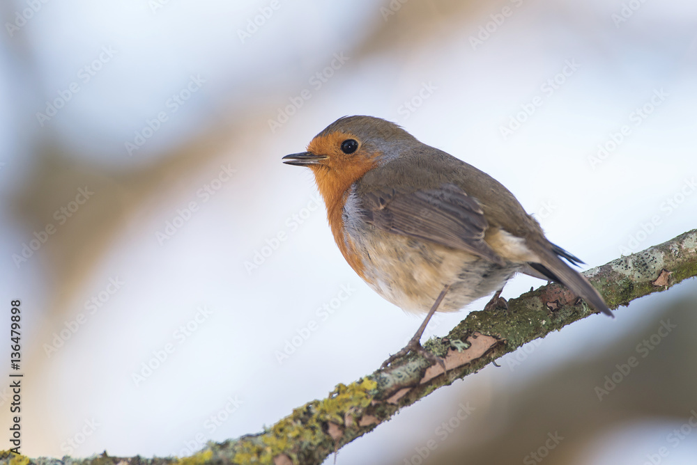 European Robin, Erithacus rubecula, Robin, Birds European Robin, Erithacus rubecula, Robin, Birds
