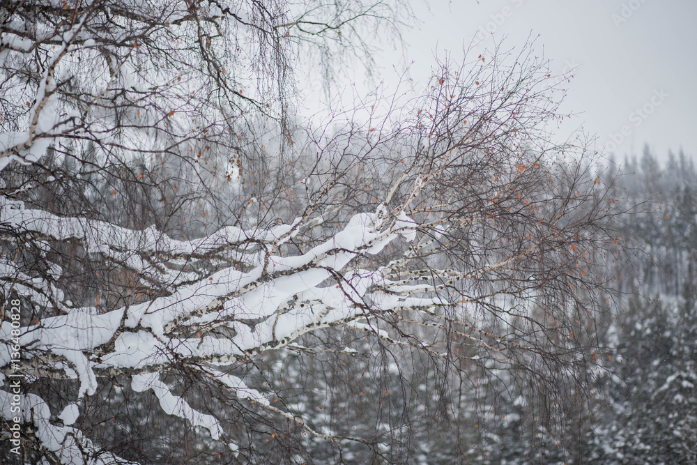 birch branches covered with snow, orange-red leaves in winter, the texture. background birch branches covered with snow, orange-red leaves in winter, the texture. background
