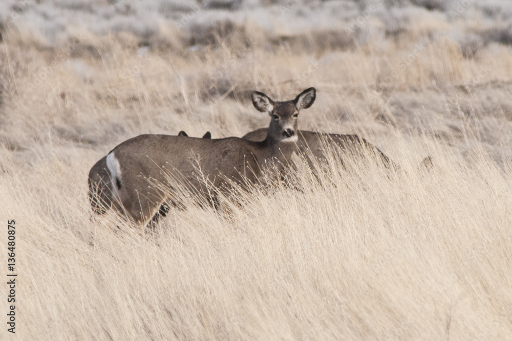 Obraz premium Mule Deer grazing in Utah