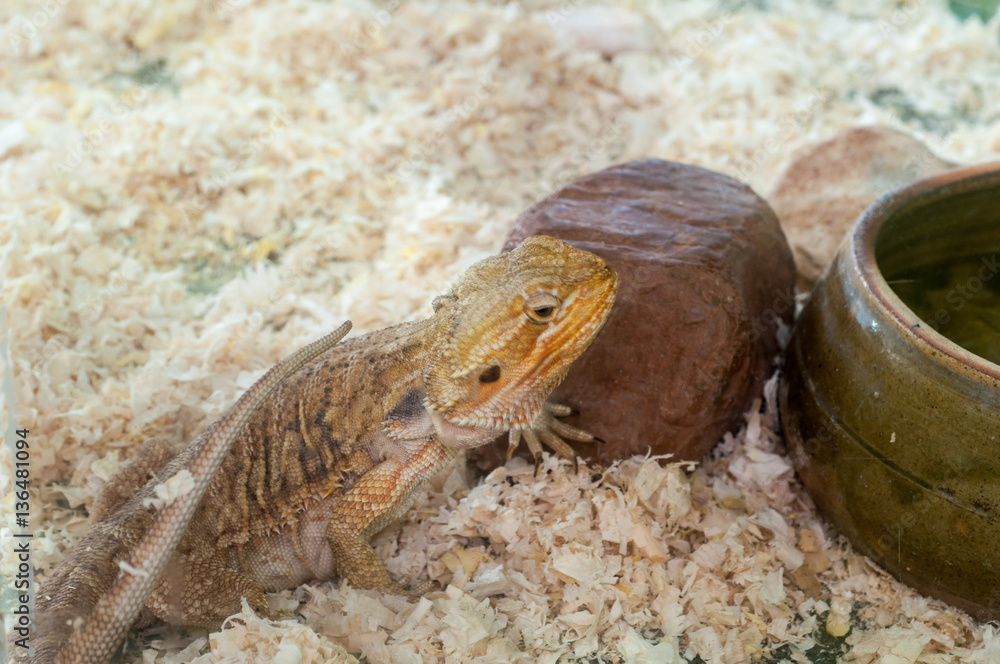 Obraz premium iguana