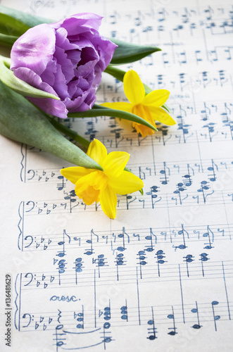 Sehr altes, handgeschriebenes Notenblatt mit lila Tulpe und Narzissen, Narcissus pseudonarcissus, Frühling, Ostern