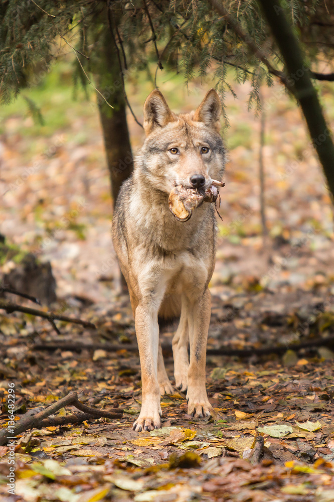 Portrait of a wolf in autumn forest