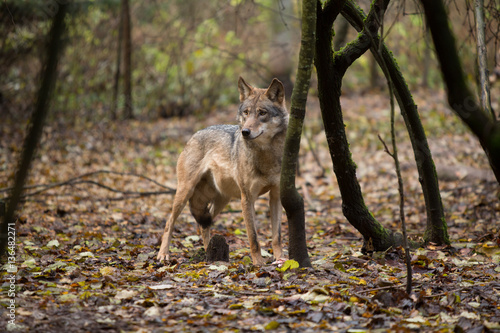 Portrait of a wolf in autumn forest