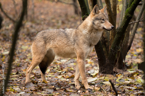 Portrait of a wolf in autumn forest © kitkorzun