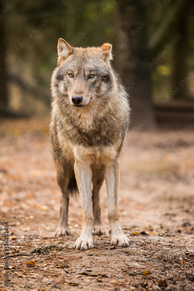 Portrait of a wolf in autumn forest Portrait of a wolf in autumn forest