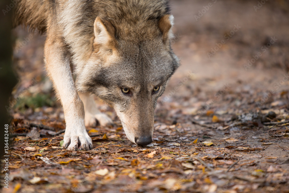 Portrait of a wolf in autumn forest Portrait of a wolf in autumn forest