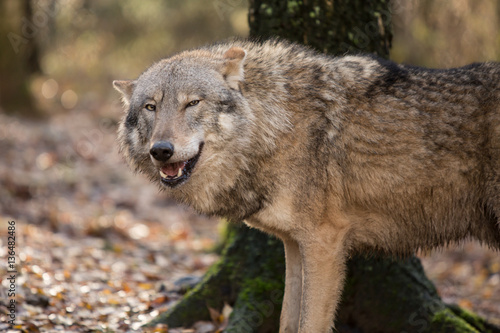 Portrait of a wolf in autumn forest