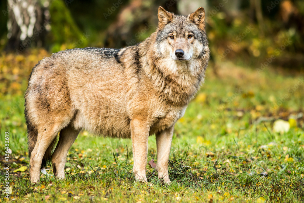 Portrait of a wolf in autumn forest