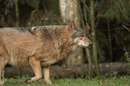 Portrait of a wolf in autumn forest