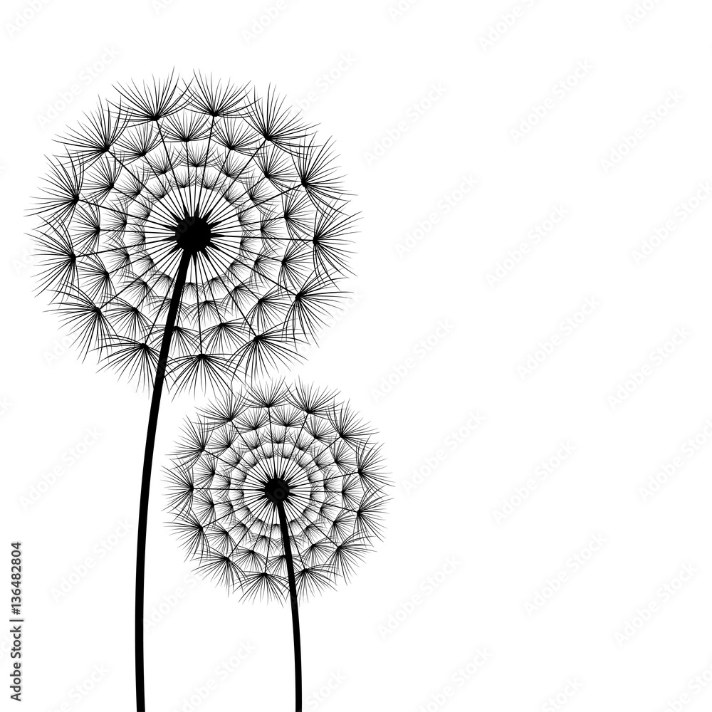 Fototapeta premium Two spring and summer flowers dandelions over white