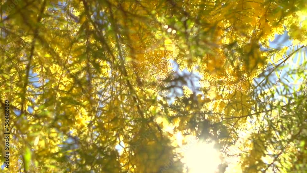 Blooming mimosa tree over blue sky. Slow motion 240 fps. High speed camera. Full HD 1080p video footage Blooming mimosa tree over blue sky. Slow motion 240 fps. High speed camera. Full HD 1080p video footage