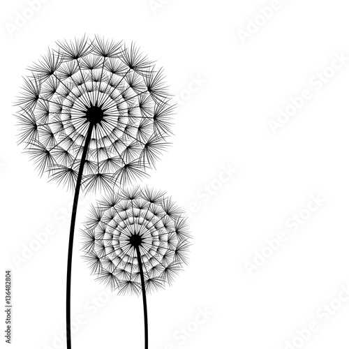 Two spring and summer flowers dandelions over white