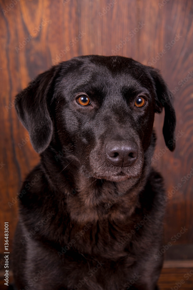 Schwarzer Labrador vor braunem Hintergrund