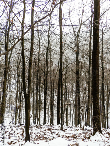 Landscape of winter forest in Slovakia