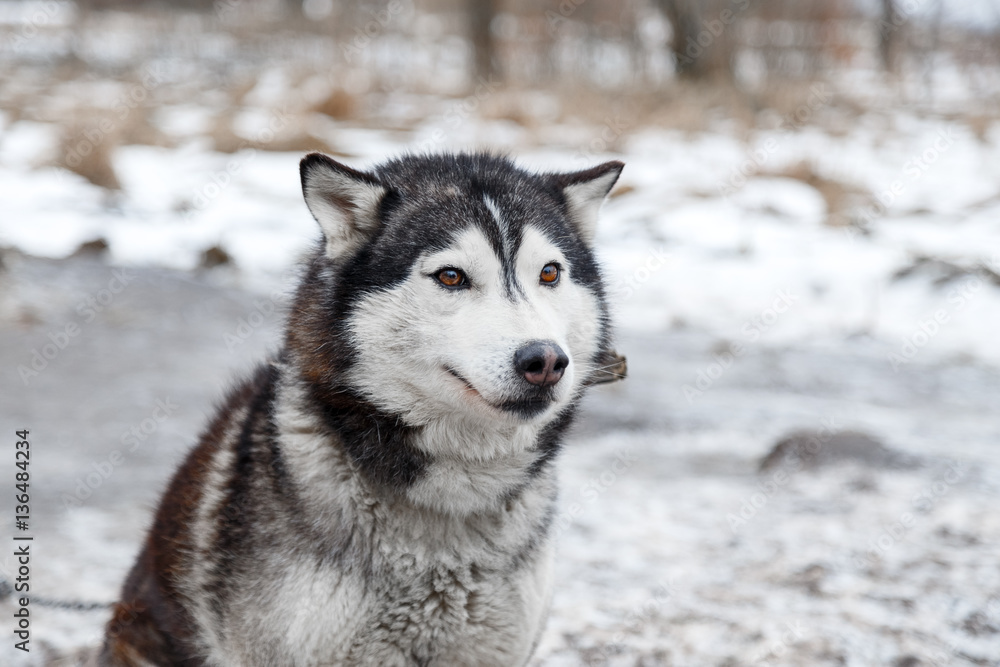 Husky in the yard