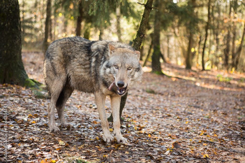 Portrait of a wolf in autumn forest Portrait of a wolf in autumn forest