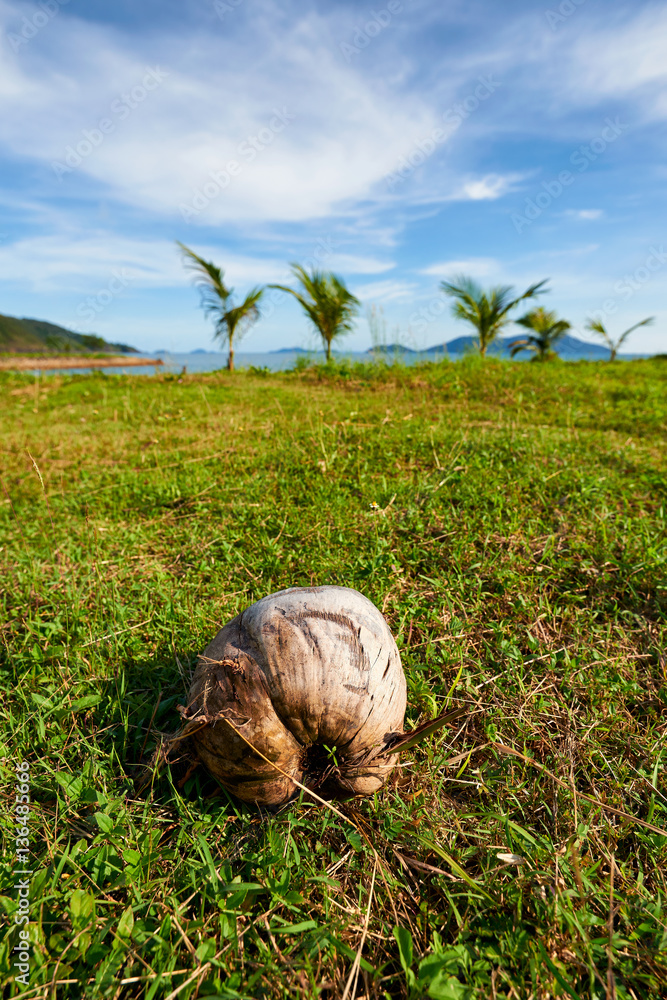 Obraz premium Old coconut on green grass