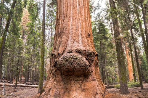 Sequoia's face