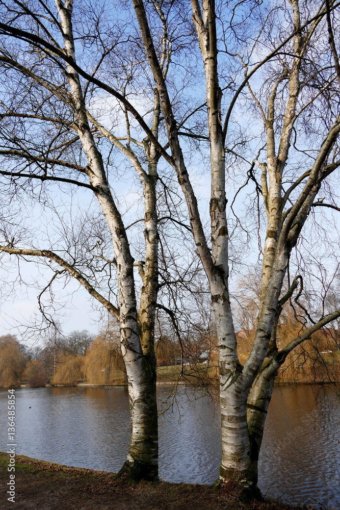 Fototapeta premium Birken an der Alster, Hamburg