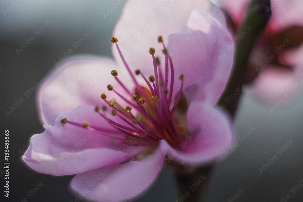Fototapeta premium Flower of peach tree
