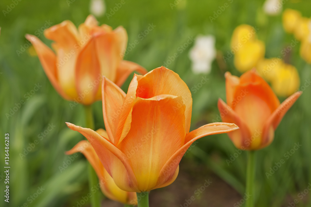 Orange tulips with rain drops in garden close-up Orange tulips with rain drops in garden close-up