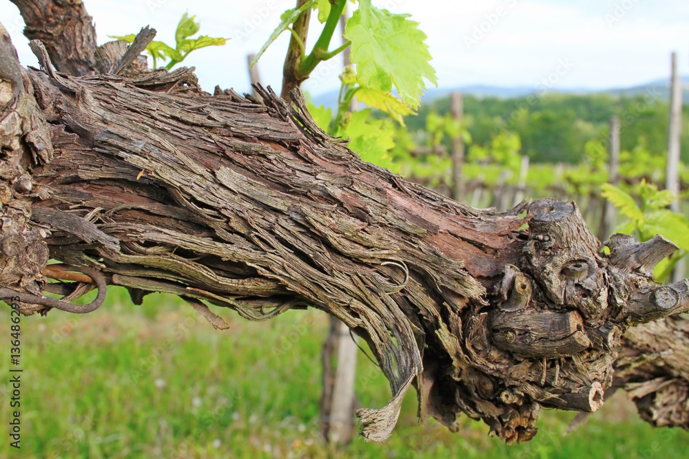 Vineyard in spring, Slovenia