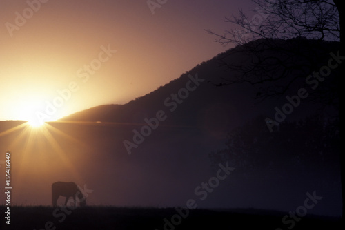 Photography Star Burst over a horse and mountain.