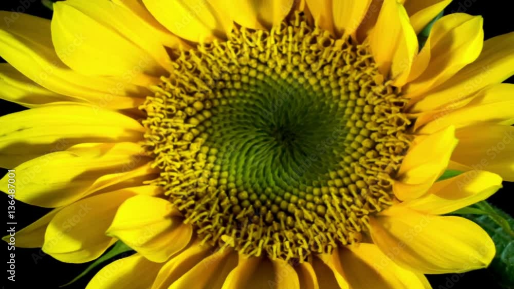 Sunflower Blooming Time Lapse Sunflower Blooming Time Lapse