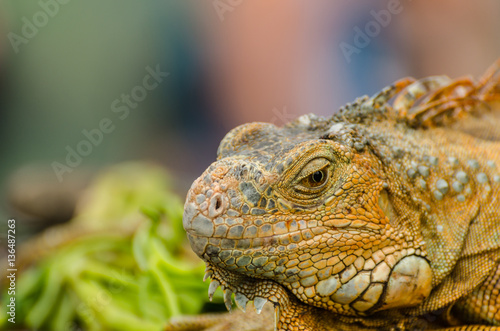 komodowaran grossansicht