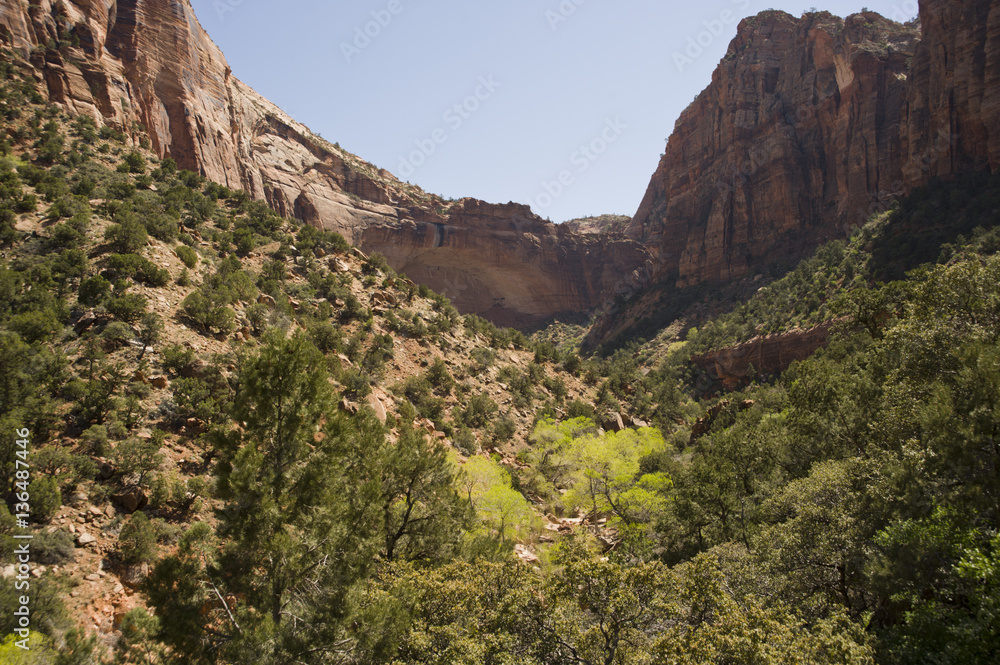 Zion, rocky mountains with trees growing out of the rocks