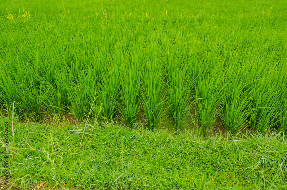 Obraz premium gruene reispflanzen