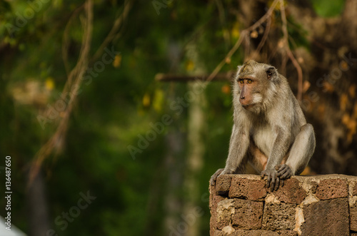 affe sitzt auf stein in tempel © thomaseder