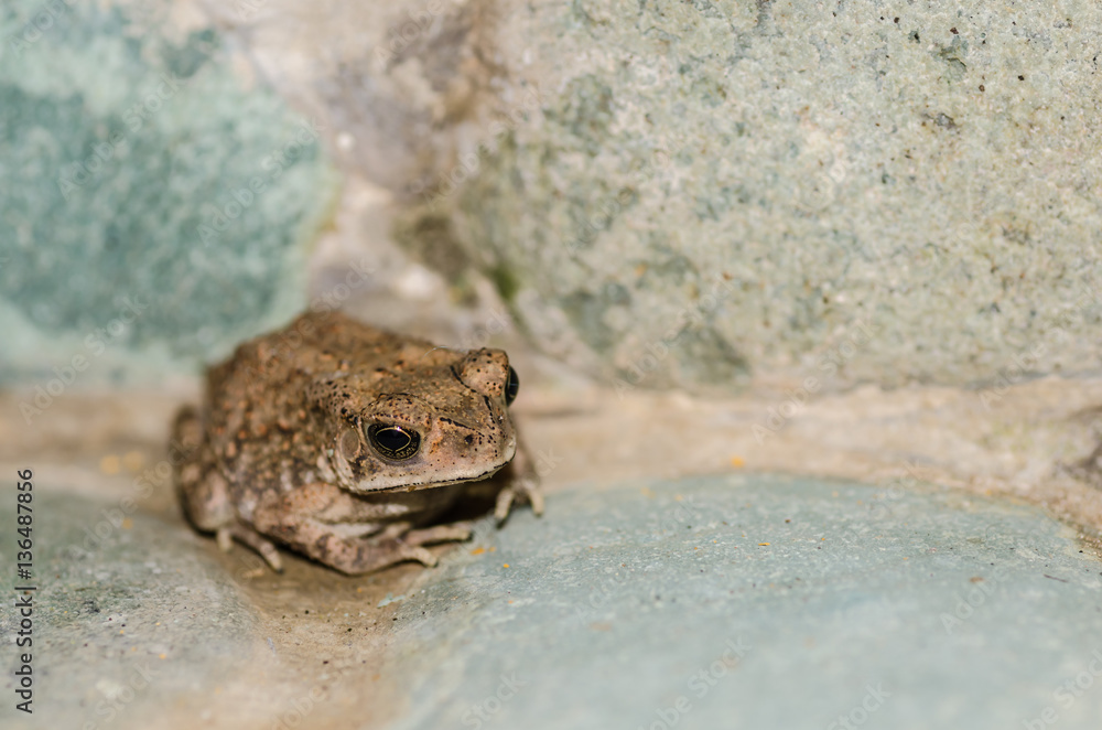 Fototapeta premium kleiner frosch grossansicht