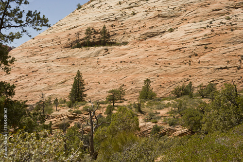 Zion  rocky mountains with trees growing out of the rocks