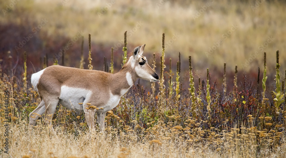 Juvenile Pronghorn (Antilocapra americana) Juvenile Pronghorn (Antilocapra americana)