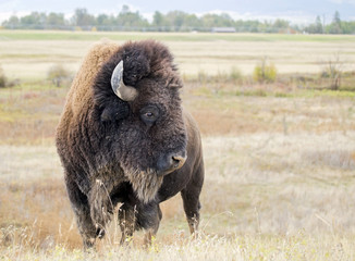 Fototapete Büffel Wilder amerikanischer Bison in Nahaufnahme  © RbbrDckyBK