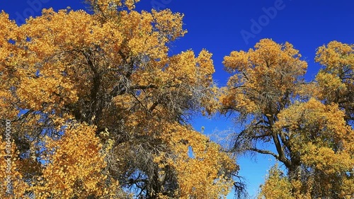 Populus euphratica forest in autumn in Ejina,Inner Mongolia,China photo