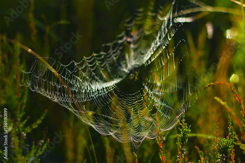 Spider web with colorful background