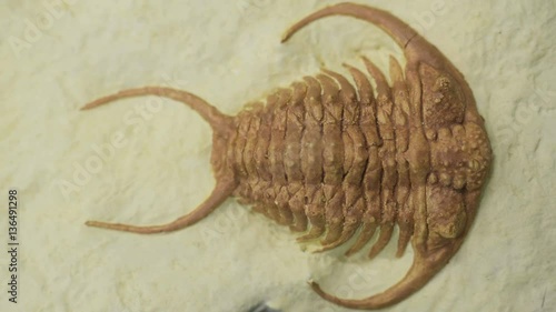 Trilobite Fossil Close Up