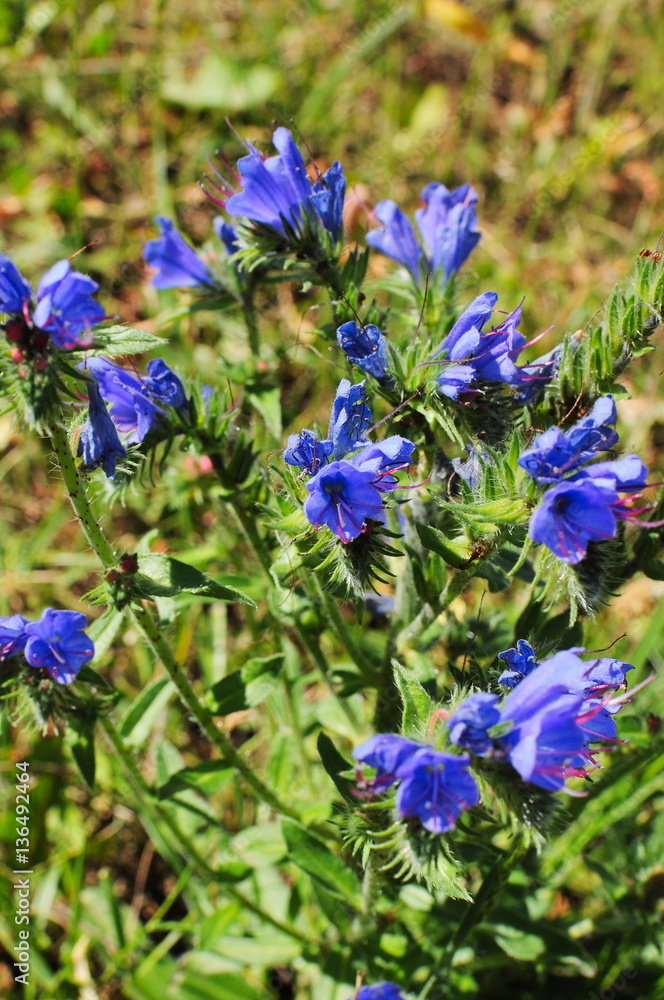Purple wildflower on a blurry field sunny day Purple wildflower on a blurry field sunny day