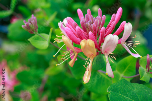 Fototapeta Naklejka Na Ścianę i Meble -  Honeysuckle vine growing in the home garden.